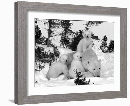 Polar Bear (Ursus Maritimus) Mother with Triplets, Wapusk National Park, Churchill, Manitoba-Thorsten Milse-Framed Photographic Print