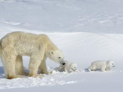 Polar Bear (Ursus Maritimus) Mother with Twin Cubs, Wapusk National ...