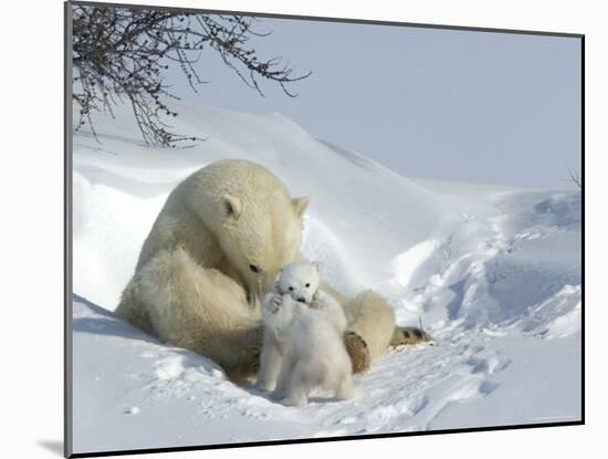 Polar Bear (Ursus Maritimus) Mother with Twin Cubs, Wapusk National Park, Churchill, Manitoba-Thorsten Milse-Mounted Photographic Print