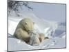 Polar Bear (Ursus Maritimus) Mother with Twin Cubs, Wapusk National Park, Churchill, Manitoba-Thorsten Milse-Mounted Photographic Print
