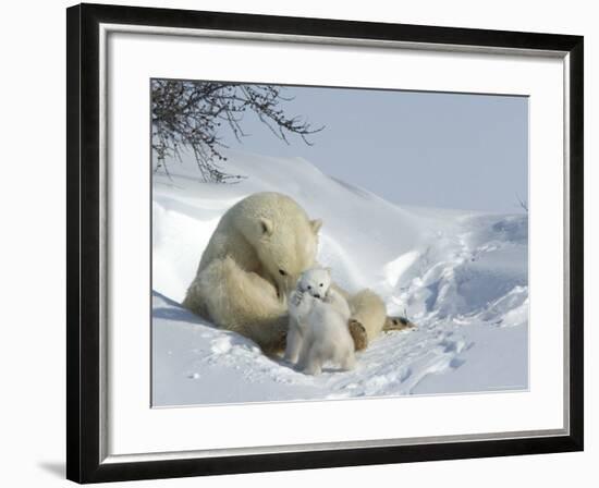 Polar Bear (Ursus Maritimus) Mother with Twin Cubs, Wapusk National Park, Churchill, Manitoba-Thorsten Milse-Framed Photographic Print