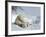 Polar Bear (Ursus Maritimus) Mother with Twin Cubs, Wapusk National Park, Churchill, Manitoba-Thorsten Milse-Framed Photographic Print