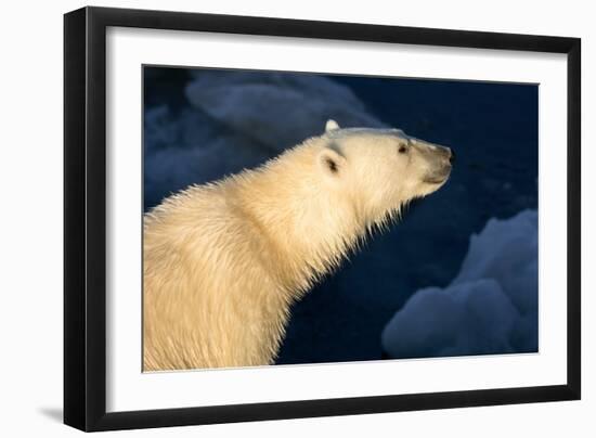 Polar Bear (Ursus Maritimus) on the Ice near Edgoya, Svalbard Islands, Norway., 2022 (Photo)-Sisse Brimberg-Framed Giclee Print