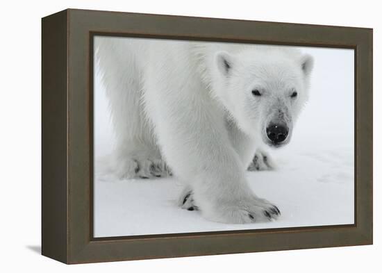 Polar Bear (Ursus Maritimus) Portrait, Svalbard, Norway, July 2008-de la-Framed Premier Image Canvas