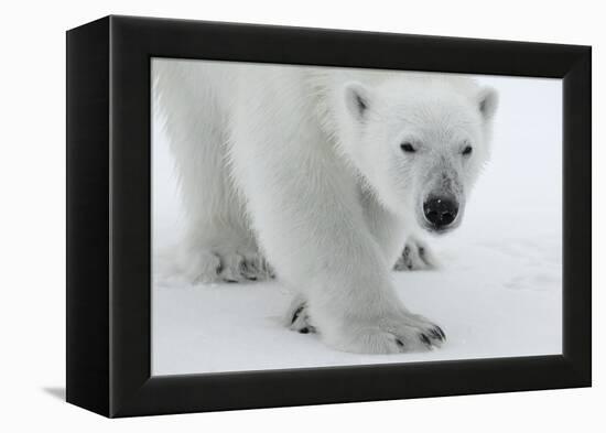 Polar Bear (Ursus Maritimus) Portrait, Svalbard, Norway, July 2008-de la-Framed Premier Image Canvas