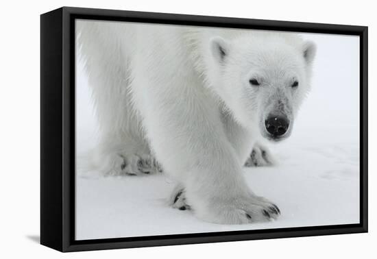 Polar Bear (Ursus Maritimus) Portrait, Svalbard, Norway, July 2008-de la-Framed Premier Image Canvas
