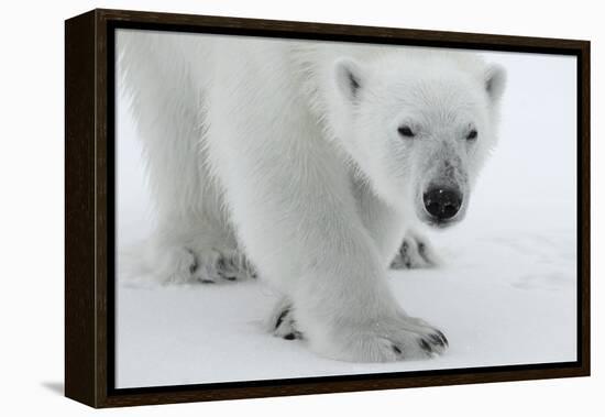 Polar Bear (Ursus Maritimus) Portrait, Svalbard, Norway, July 2008-de la-Framed Premier Image Canvas