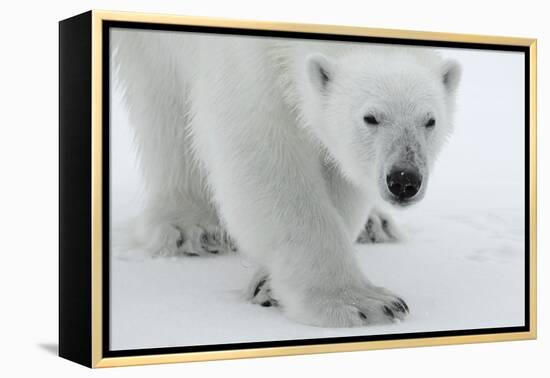 Polar Bear (Ursus Maritimus) Portrait, Svalbard, Norway, July 2008-de la-Framed Premier Image Canvas