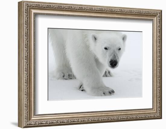 Polar Bear (Ursus Maritimus) Portrait, Svalbard, Norway, July 2008-de la-Framed Photographic Print