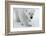 Polar Bear (Ursus Maritimus) Portrait, Svalbard, Norway, July 2008-de la-Framed Photographic Print