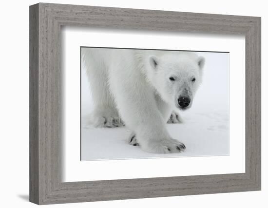 Polar Bear (Ursus Maritimus) Portrait, Svalbard, Norway, July 2008-de la-Framed Photographic Print