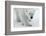 Polar Bear (Ursus Maritimus) Portrait, Svalbard, Norway, July 2008-de la-Framed Photographic Print