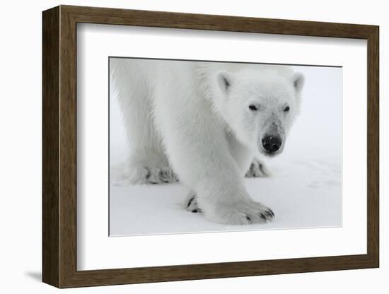 Polar Bear (Ursus Maritimus) Portrait, Svalbard, Norway, July 2008-de la-Framed Photographic Print