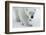 Polar Bear (Ursus Maritimus) Portrait, Svalbard, Norway, July 2008-de la-Framed Photographic Print