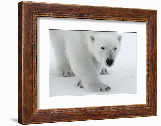 Polar Bear (Ursus Maritimus) Portrait, Svalbard, Norway, July 2008-de la-Framed Photographic Print