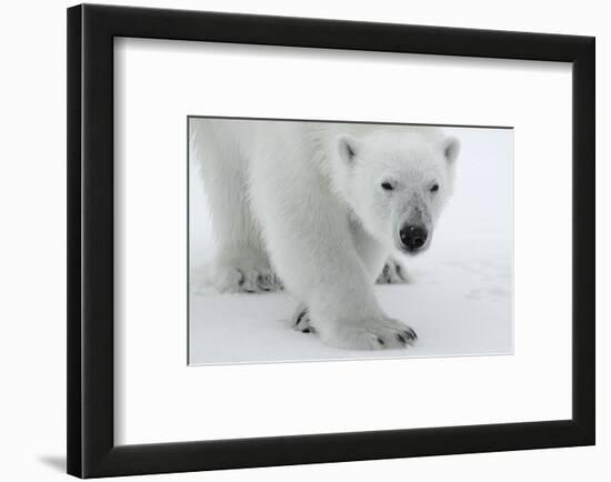 Polar Bear (Ursus Maritimus) Portrait, Svalbard, Norway, July 2008-de la-Framed Photographic Print