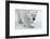 Polar Bear (Ursus Maritimus) Portrait, Svalbard, Norway, July 2008-de la-Framed Photographic Print