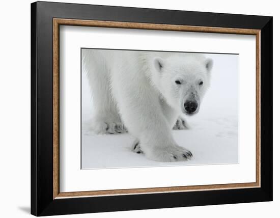 Polar Bear (Ursus Maritimus) Portrait, Svalbard, Norway, July 2008-de la-Framed Photographic Print