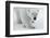 Polar Bear (Ursus Maritimus) Portrait, Svalbard, Norway, July 2008-de la-Framed Photographic Print