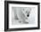 Polar Bear (Ursus Maritimus) Portrait, Svalbard, Norway, July 2008-de la-Framed Photographic Print