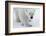 Polar Bear (Ursus Maritimus) Portrait, Svalbard, Norway, July 2008-de la-Framed Photographic Print