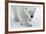 Polar Bear (Ursus Maritimus) Portrait, Svalbard, Norway, July 2008-de la-Framed Photographic Print