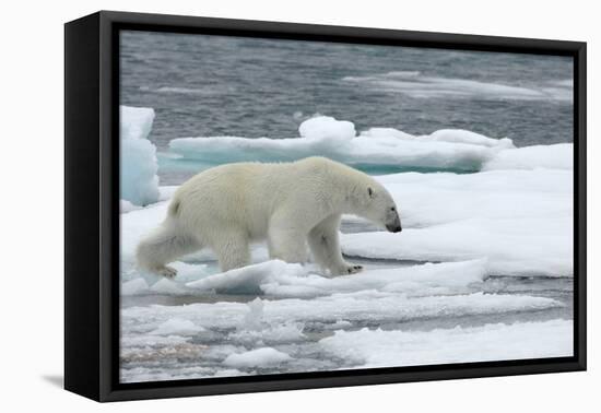 Polar Bear (Ursus Maritimus) Walking over Sea Ice, Moselbukta, Svalbard, Norway, July 2008-de la-Framed Premier Image Canvas