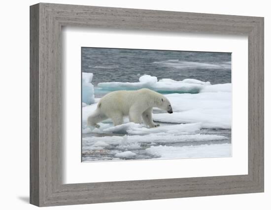 Polar Bear (Ursus Maritimus) Walking over Sea Ice, Moselbukta, Svalbard, Norway, July 2008-de la-Framed Photographic Print