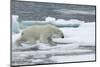 Polar Bear (Ursus Maritimus) Walking over Sea Ice, Moselbukta, Svalbard, Norway, July 2008-de la-Mounted Photographic Print