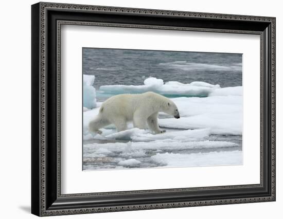 Polar Bear (Ursus Maritimus) Walking over Sea Ice, Moselbukta, Svalbard, Norway, July 2008-de la-Framed Photographic Print