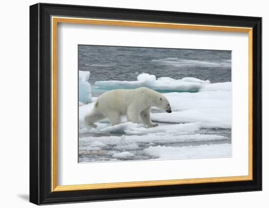 Polar Bear (Ursus Maritimus) Walking over Sea Ice, Moselbukta, Svalbard, Norway, July 2008-de la-Framed Photographic Print