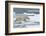 Polar Bear (Ursus Maritimus) Walking over Sea Ice, Moselbukta, Svalbard, Norway, July 2008-de la-Framed Photographic Print