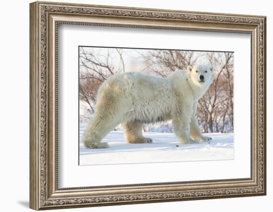 Polar Bear (Ursus Maritimus), Wapusk National Park, Churchill, Hudson Bay, Manitoba, Canada-David Jenkins-Framed Photographic Print