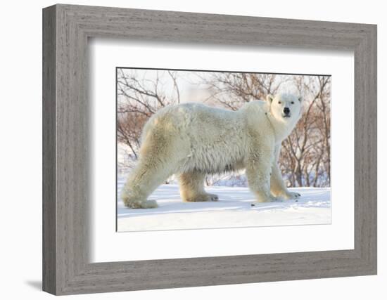 Polar Bear (Ursus Maritimus), Wapusk National Park, Churchill, Hudson Bay, Manitoba, Canada-David Jenkins-Framed Photographic Print