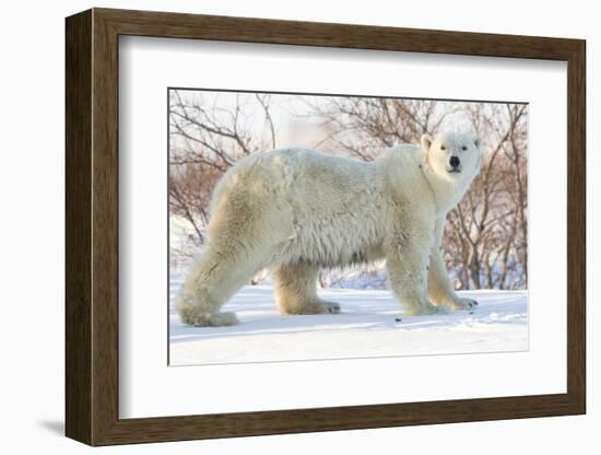 Polar Bear (Ursus Maritimus), Wapusk National Park, Churchill, Hudson Bay, Manitoba, Canada-David Jenkins-Framed Photographic Print