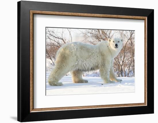 Polar Bear (Ursus Maritimus), Wapusk National Park, Churchill, Hudson Bay, Manitoba, Canada-David Jenkins-Framed Photographic Print