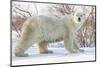 Polar Bear (Ursus Maritimus), Wapusk National Park, Churchill, Hudson Bay, Manitoba, Canada-David Jenkins-Mounted Photographic Print