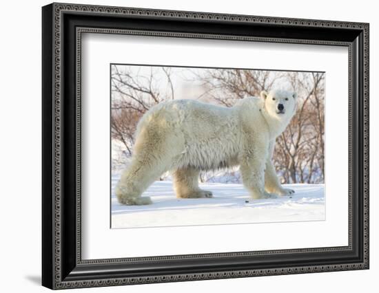 Polar Bear (Ursus Maritimus), Wapusk National Park, Churchill, Hudson Bay, Manitoba, Canada-David Jenkins-Framed Photographic Print