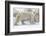 Polar Bear (Ursus Maritimus), Wapusk National Park, Churchill, Hudson Bay, Manitoba, Canada-David Jenkins-Framed Photographic Print