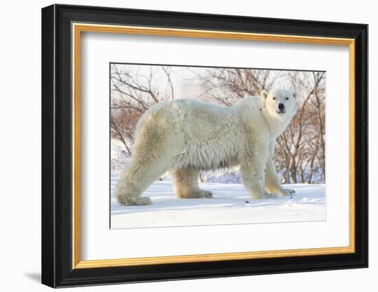 Polar Bear (Ursus Maritimus), Wapusk National Park, Churchill, Hudson Bay, Manitoba, Canada-David Jenkins-Framed Photographic Print