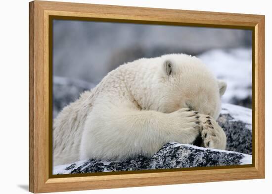 Polar Bear (Ursus Maritimus) with Paws Covering Eyes, Svalbard, Norway, September 2009-Cairns-Framed Premier Image Canvas