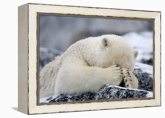 Polar Bear (Ursus Maritimus) with Paws Covering Eyes, Svalbard, Norway, September 2009-Cairns-Framed Premier Image Canvas