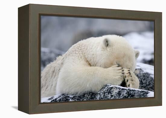 Polar Bear (Ursus Maritimus) with Paws Covering Eyes, Svalbard, Norway, September 2009-Cairns-Framed Premier Image Canvas