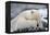 Polar Bear (Ursus Maritimus) with Paws Covering Eyes, Svalbard, Norway, September 2009-Cairns-Framed Premier Image Canvas