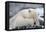 Polar Bear (Ursus Maritimus) with Paws Covering Eyes, Svalbard, Norway, September 2009-Cairns-Framed Premier Image Canvas