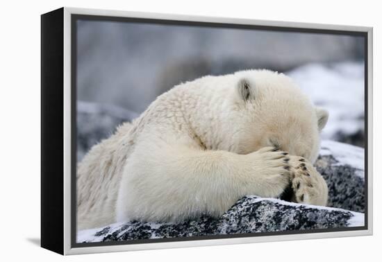 Polar Bear (Ursus Maritimus) with Paws Covering Eyes, Svalbard, Norway, September 2009-Cairns-Framed Premier Image Canvas