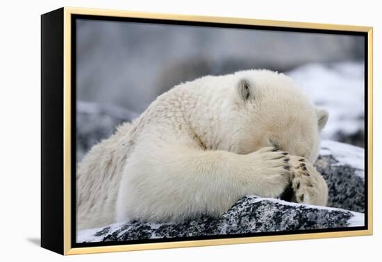 Polar Bear (Ursus Maritimus) with Paws Covering Eyes, Svalbard, Norway, September 2009-Cairns-Framed Premier Image Canvas