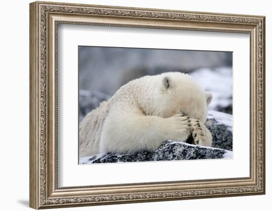 Polar Bear (Ursus Maritimus) with Paws Covering Eyes, Svalbard, Norway, September 2009-Cairns-Framed Photographic Print