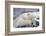 Polar Bear (Ursus Maritimus) with Paws Covering Eyes, Svalbard, Norway, September 2009-Cairns-Framed Photographic Print