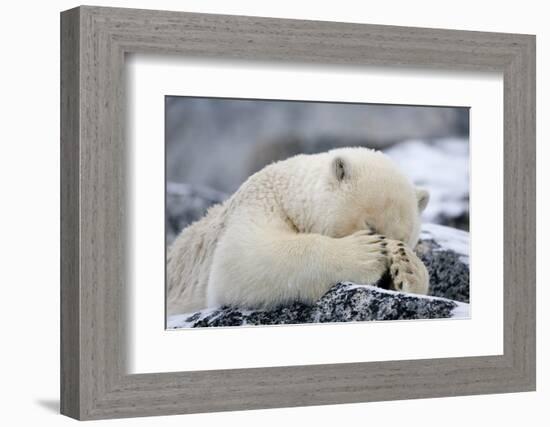 Polar Bear (Ursus Maritimus) with Paws Covering Eyes, Svalbard, Norway, September 2009-Cairns-Framed Photographic Print